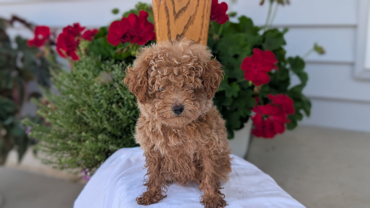 TOY POODLE (JUN 15) MALE