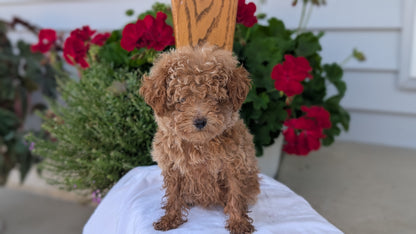 TOY POODLE (JUN 15) MALE