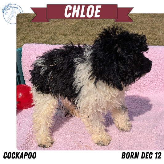 COCKAPOO (12/12) FEMALE