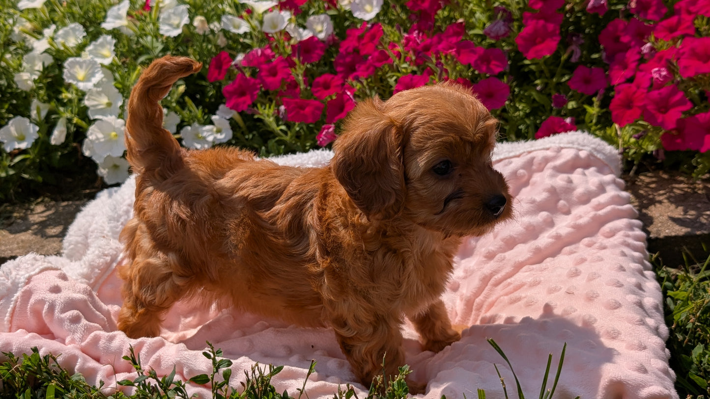 CAVAPOO (06/19) FEMALE
