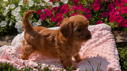 CAVAPOO (06/19) FEMALE