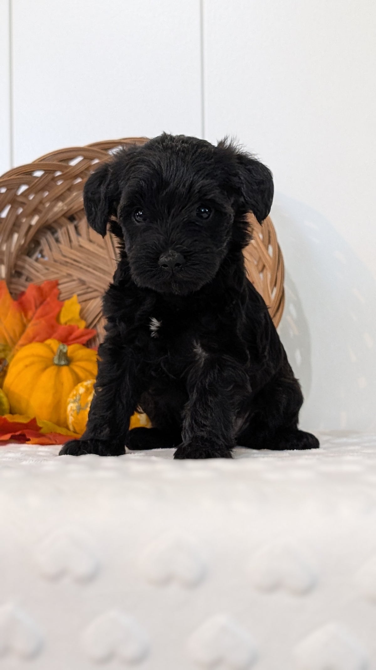 SCHNOODLE (SEP 03) 4 FEMALES/3 MALES