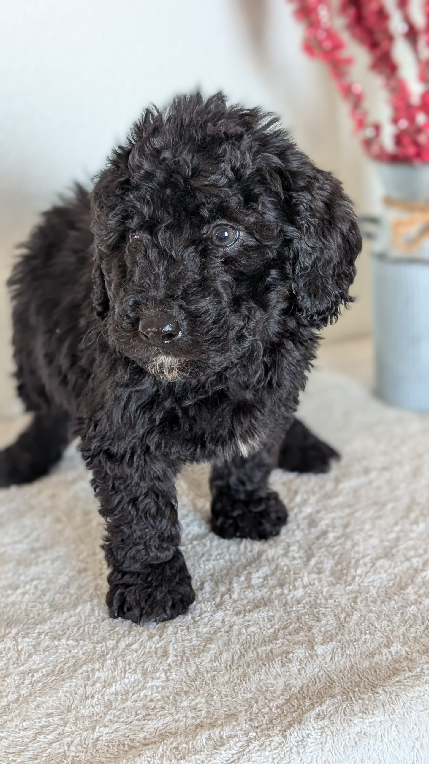 MINI BERNEDOODLE (OCT 15) MALES