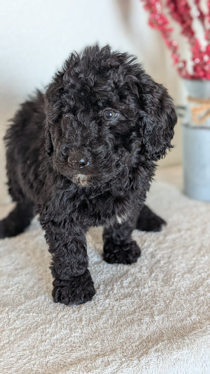 MINI BERNEDOODLE (OCT 15) MALES