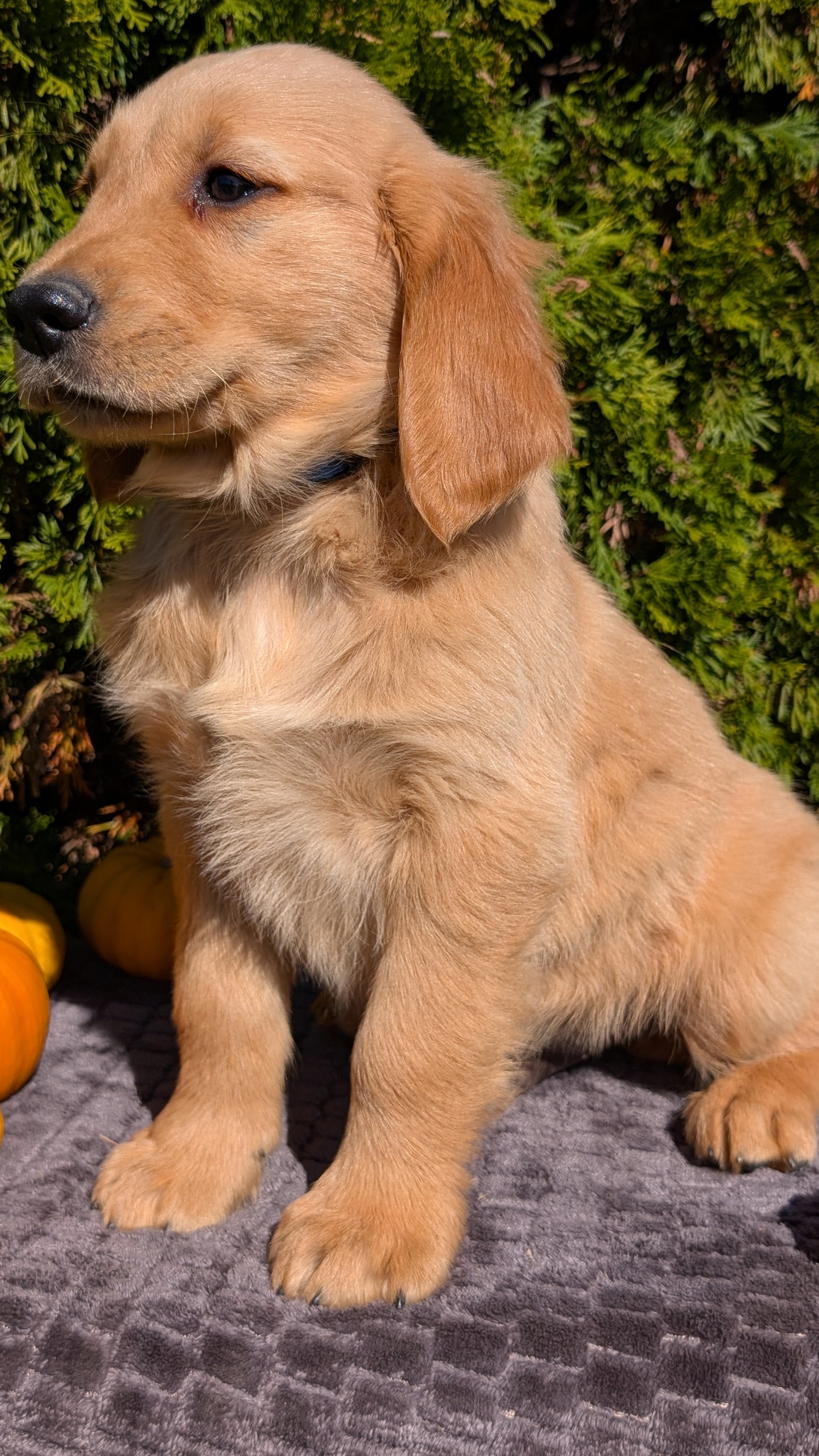 GOLDEN RETRIEVER (08/14) MALE