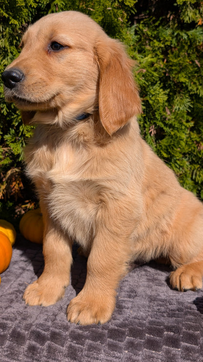 GOLDEN RETRIEVER (08/14) MALE