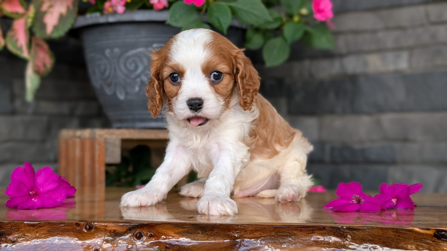 CAVALIER (JUL 18) 3 FEMALES/2 MALES