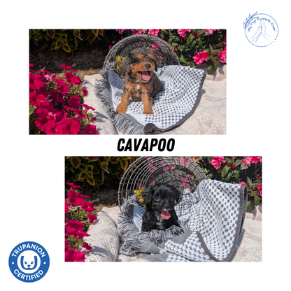 CAVAPOO (06/28) MALE