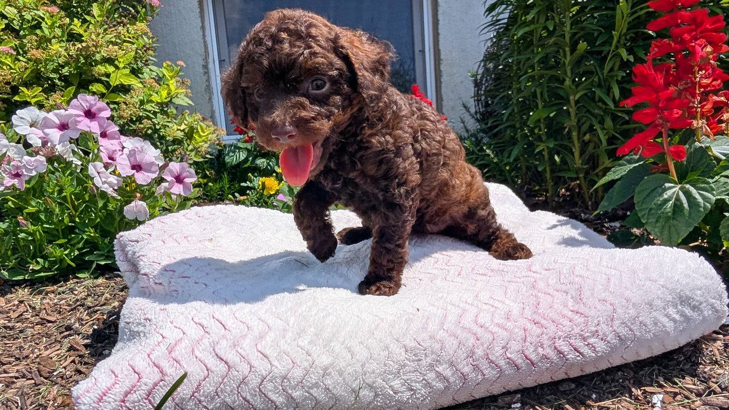 TOY POODLE (06/23) FEMALE