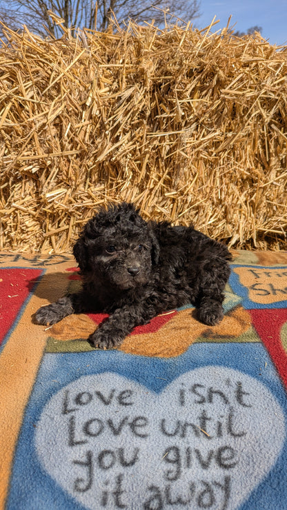 TOY POODLE (02/01) MALE