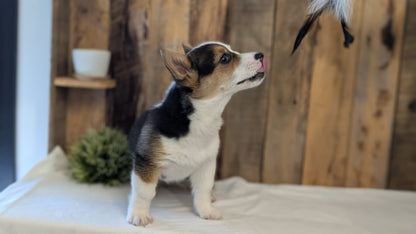 CORGI (JAN 09) FEMALE