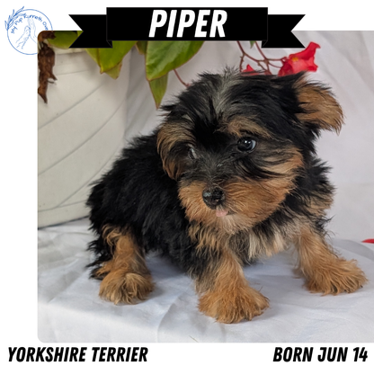 YORKSHIRE TERRIER (06/14) FEMALE