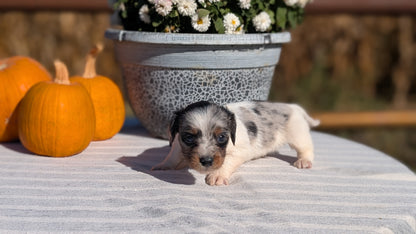 MINI DACHSHUND (09/01) MALE