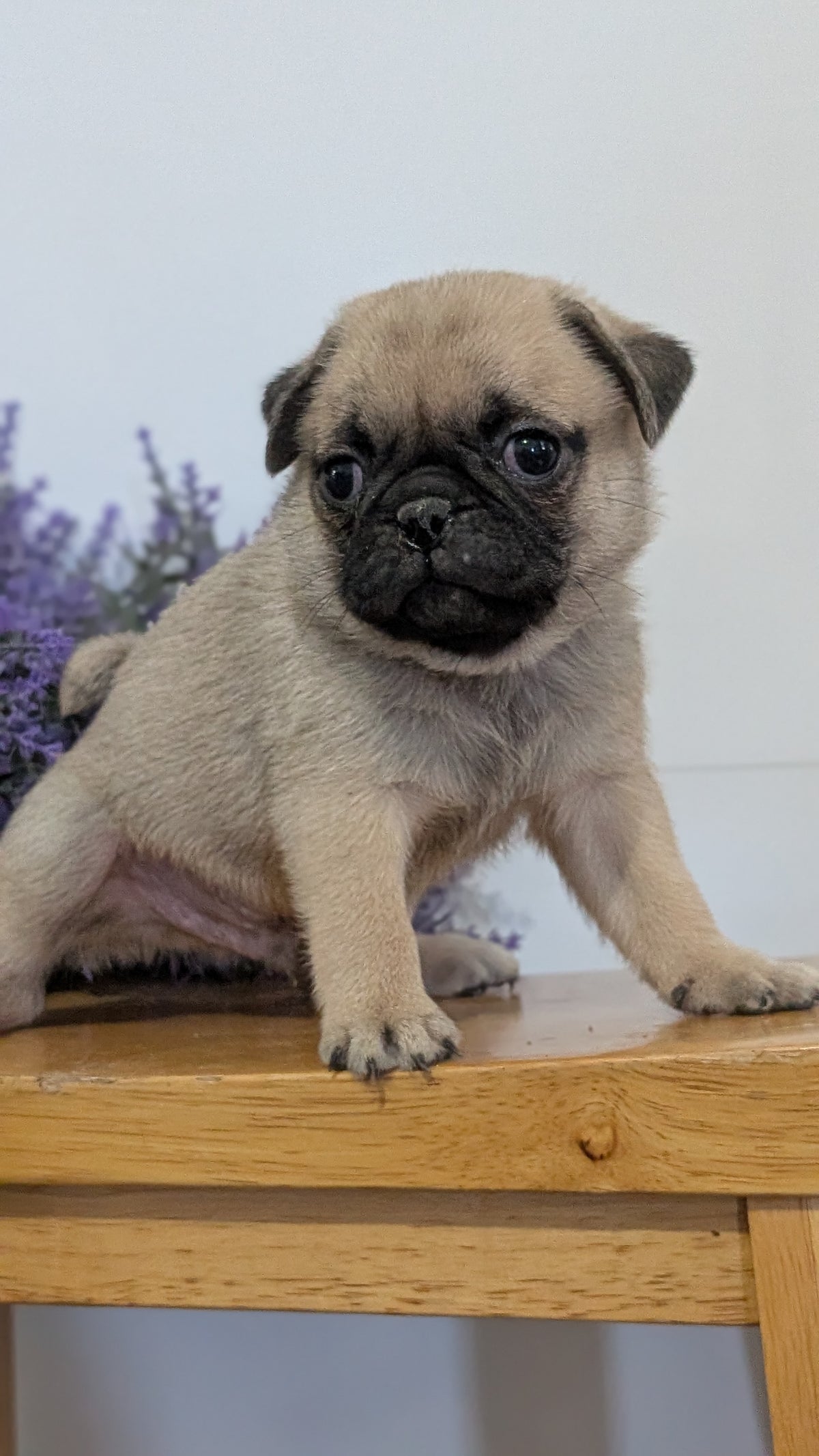 PUG (SEP 12) 4 MALES/1 FEMALE