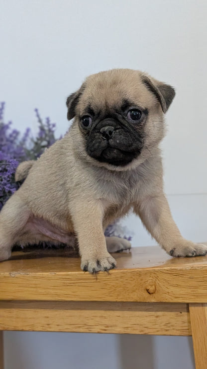 PUG (SEP 12) 4 MALES/1 FEMALE