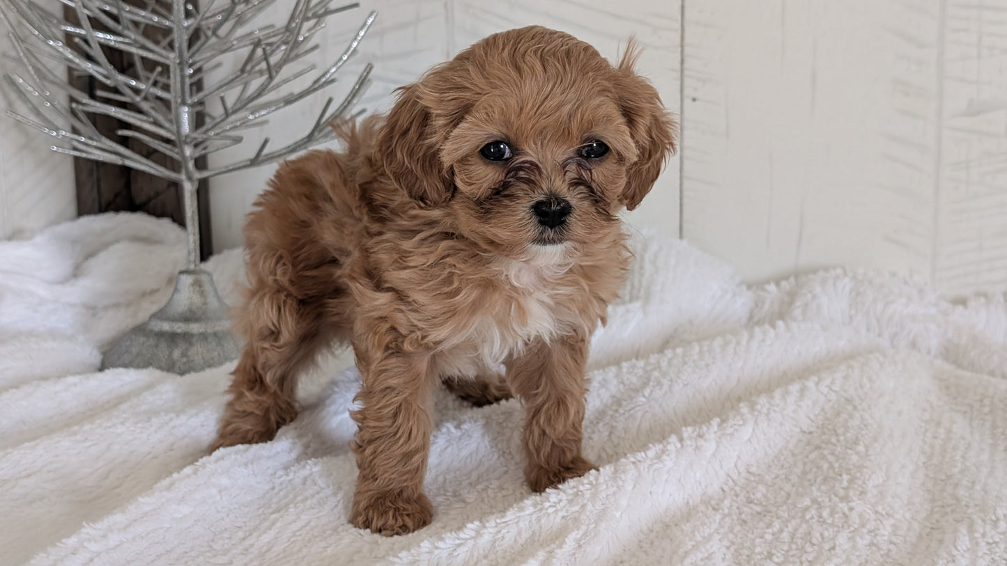 CAVAPOO (NOV 08) FEMALE
