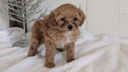 CAVAPOO (NOV 08) FEMALE
