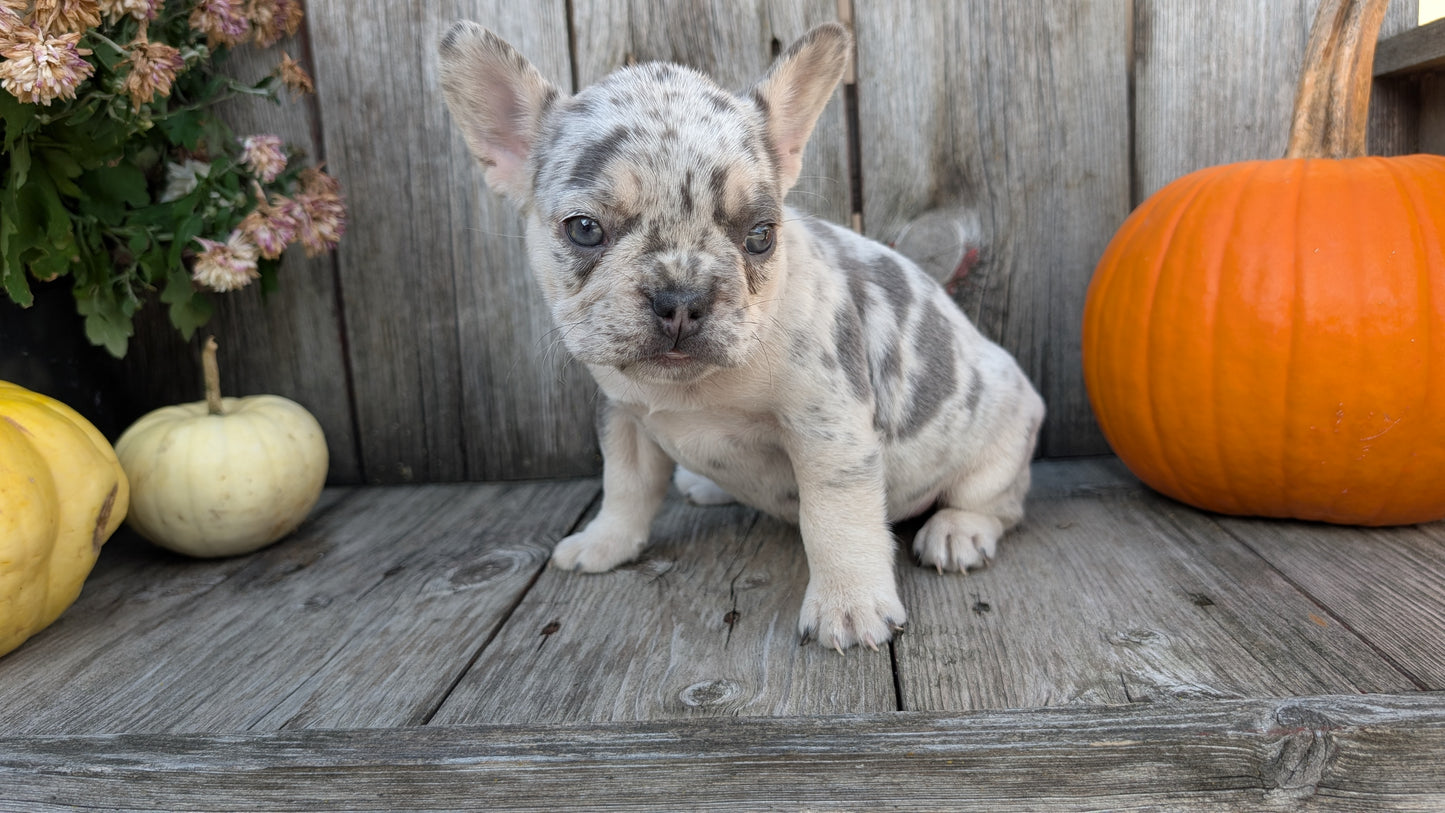 FRENCH BULLDOG (09/09) FEMALE
