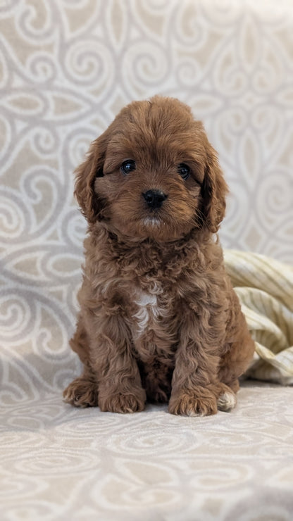 CAVAPOO (FEB 24) MALES