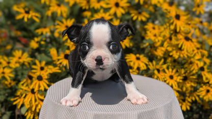 BOSTON TERRIER (JUL 11) 4 FEMALES/4 MALES