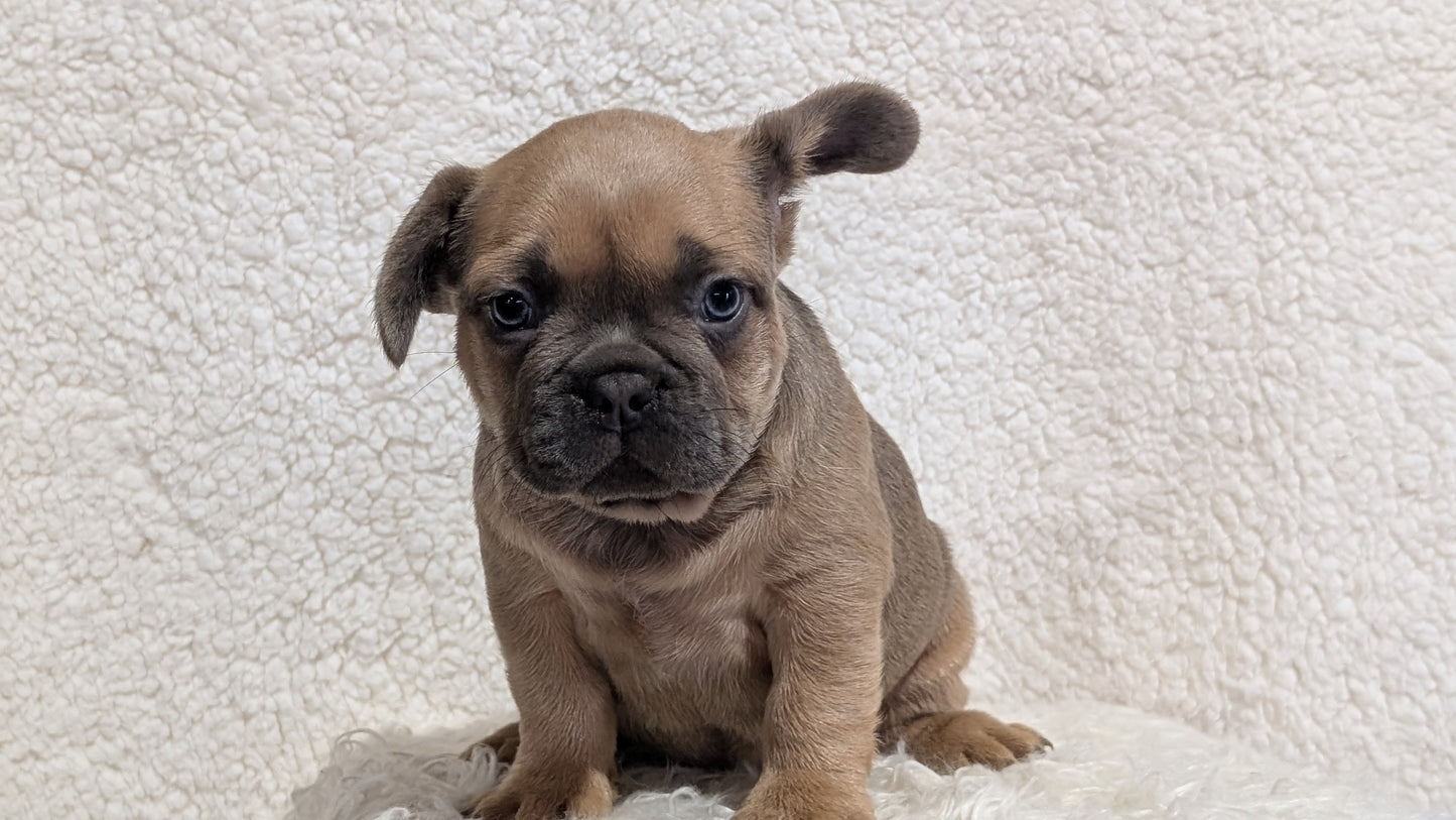 FRENCH BULLDOG (JUN 29) MALES
