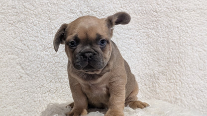 FRENCH BULLDOG (JUN 29) MALES