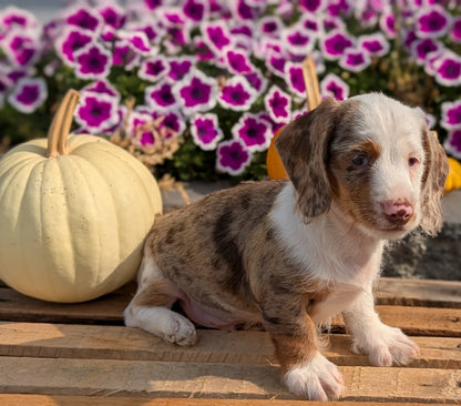 MINI DACHSHUND (08/19) MALE