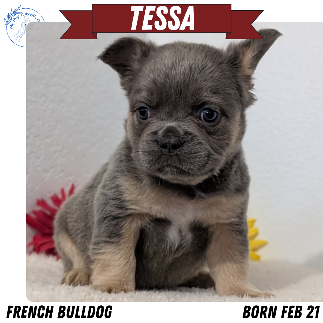 FRENCH BULLDOG (FEB 21) FEMALE