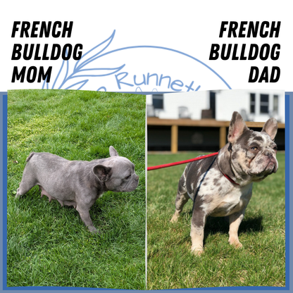 FRENCH BULLDOG (03/04) MALE