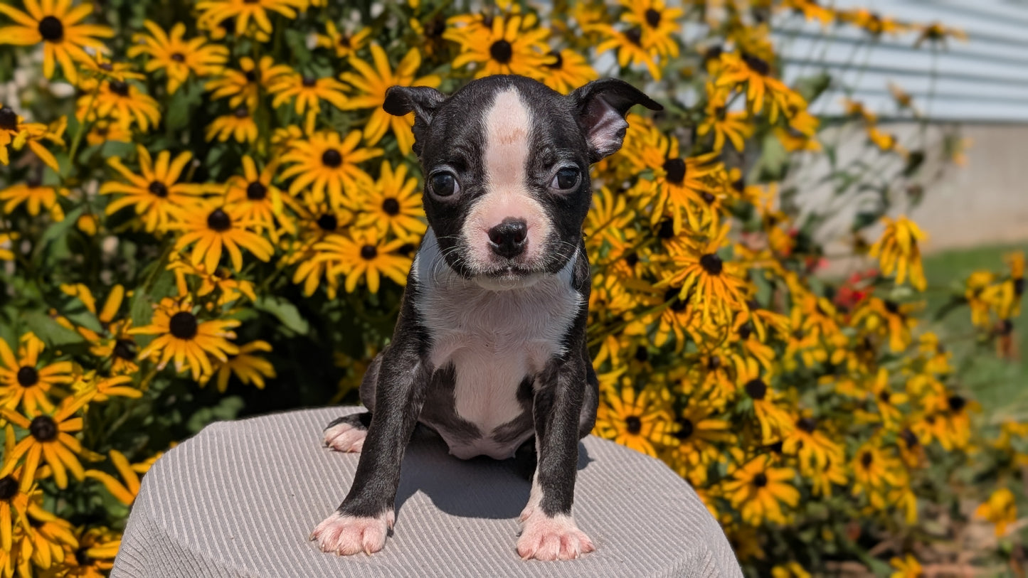 BOSTON TERRIER (JUL 11) 4 FEMALES/4 MALES