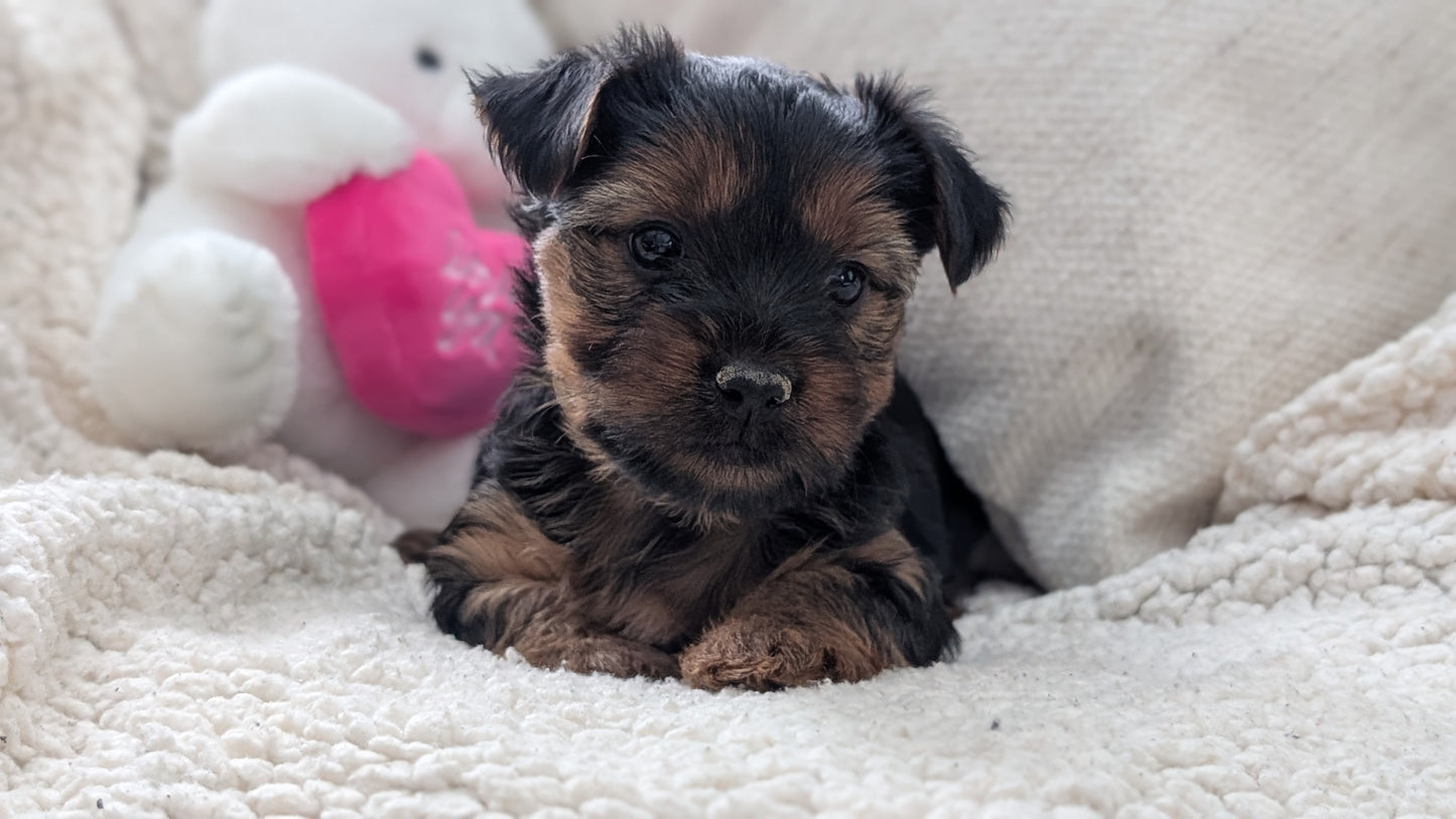 YORKSHIRE TERRIER (DEC 24) FEMALES