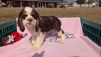 COCKER SPANIEL (12/21) MALE