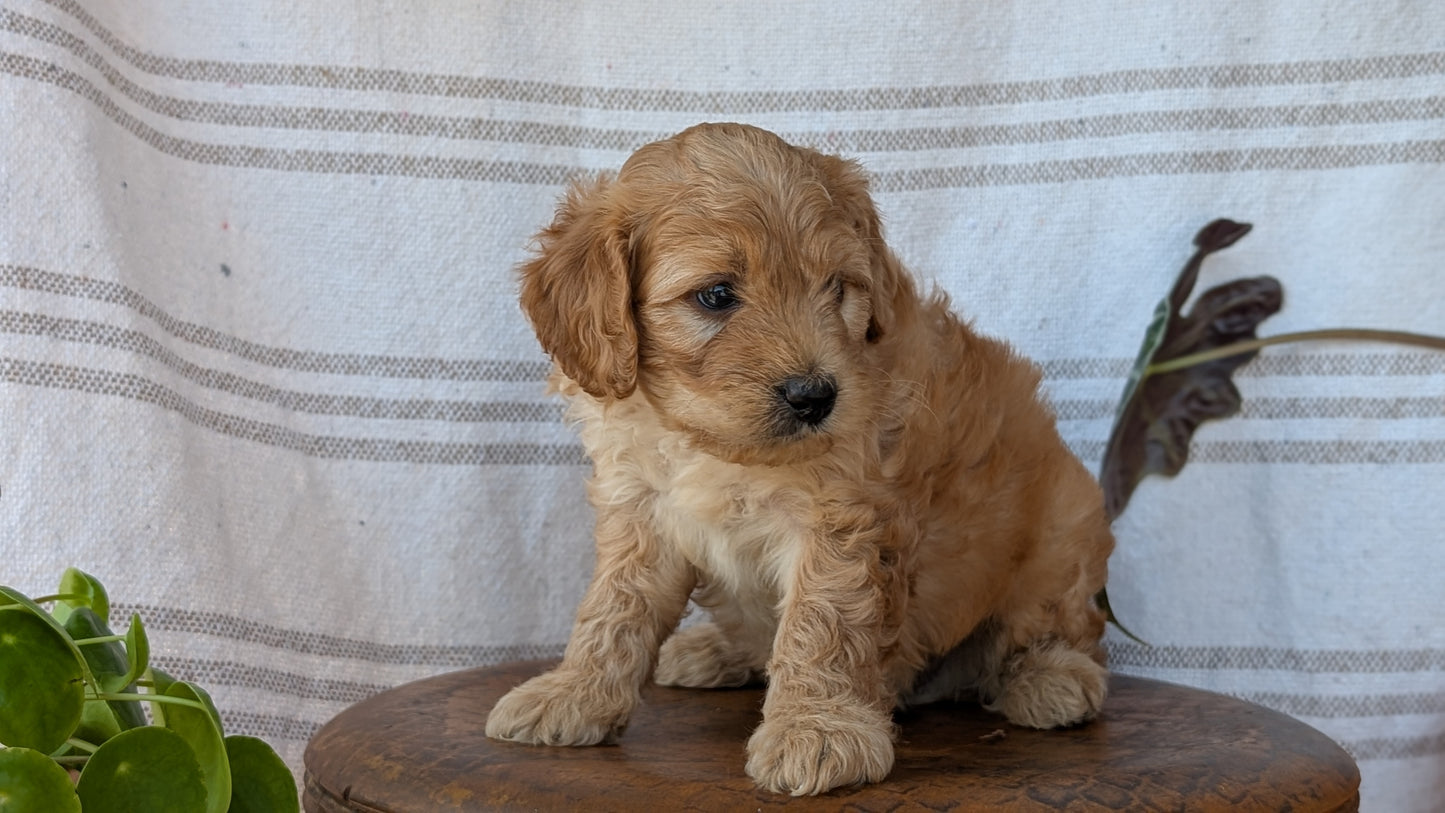CAVAPOO (MAY 23) MALES