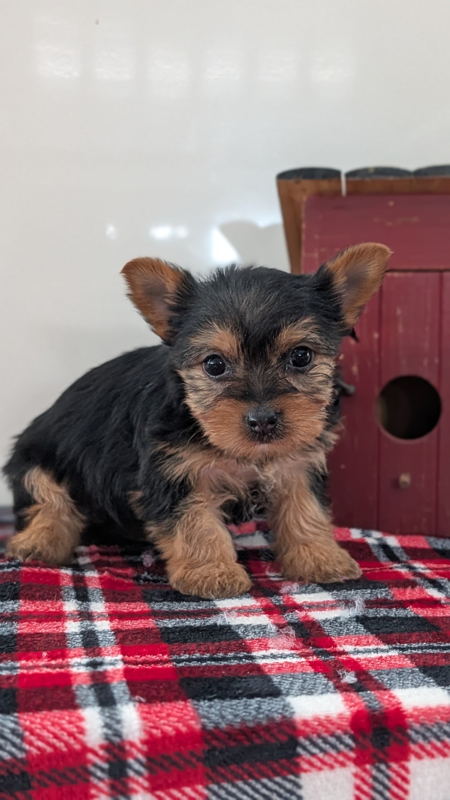 YORKSHIRE TERRIER (DEC 20) FEMALES