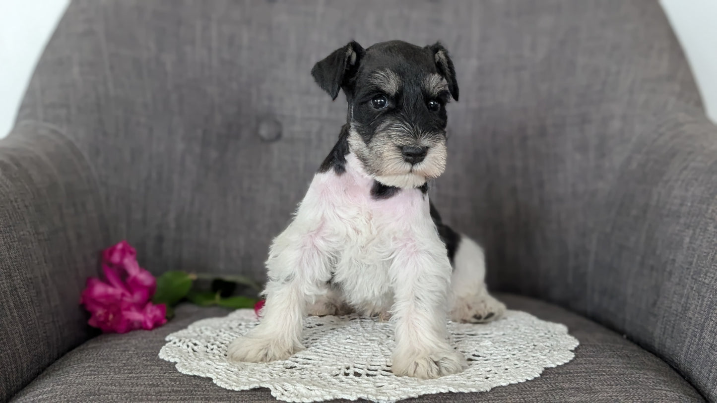 MINI SCHNAUZER (JAN 20) MALES