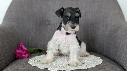 MINI SCHNAUZER (JAN 20) MALES