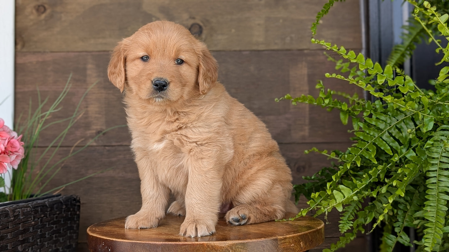 GOLDEN RETRIEVER (MAR 27) FEMALES
