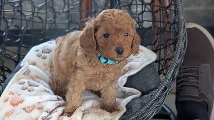 TOY POODLE (SEP 10) 4 MALES/2 FEMALES