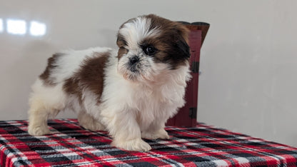 SHIH TZU (DEC 10) MALES