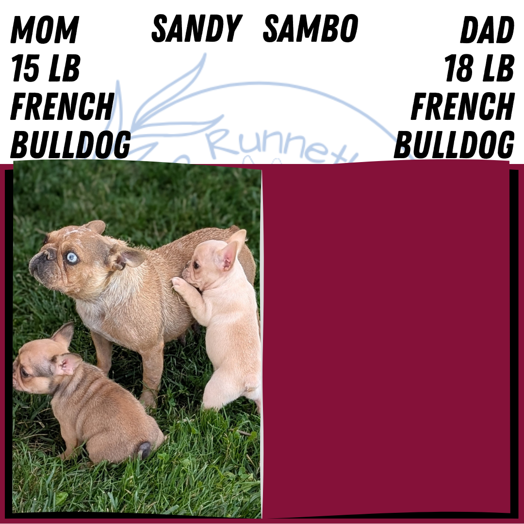 FRENCH BULLDOG (JUN 26) 2 MALES