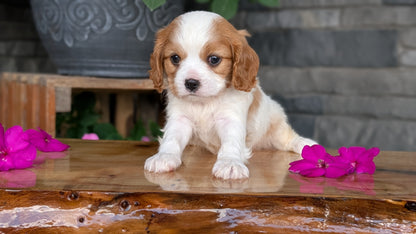 CAVALIER (JUL 18) 3 FEMALES/2 MALES