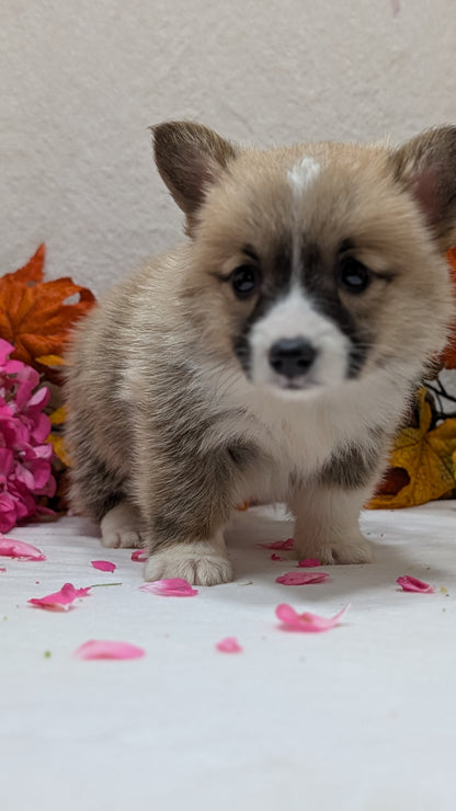 CORGI (09/17) MALE