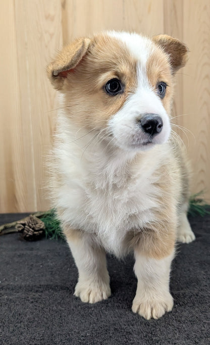 CORGI (09/17) FEMALE