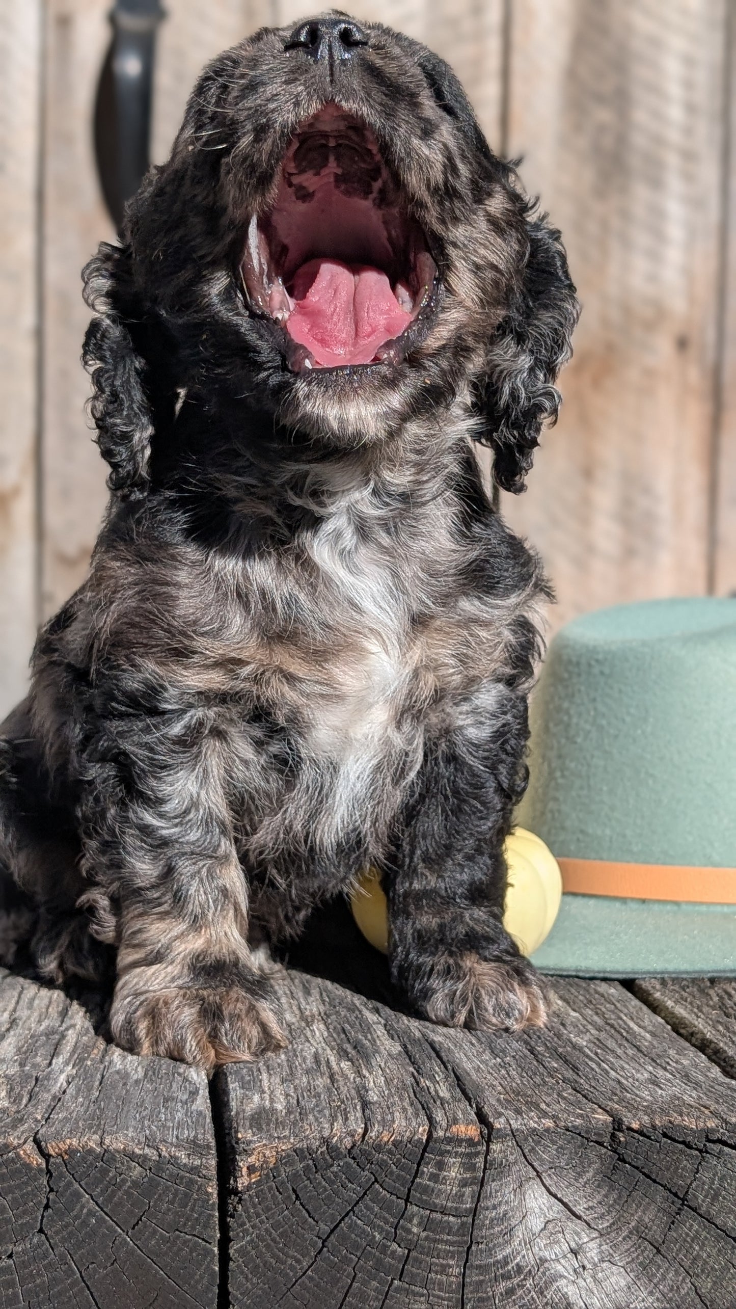 COCKER SPANIEL (09/19) MALE