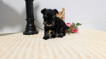 MINI SCHNAUZER (02/18) FEMALE