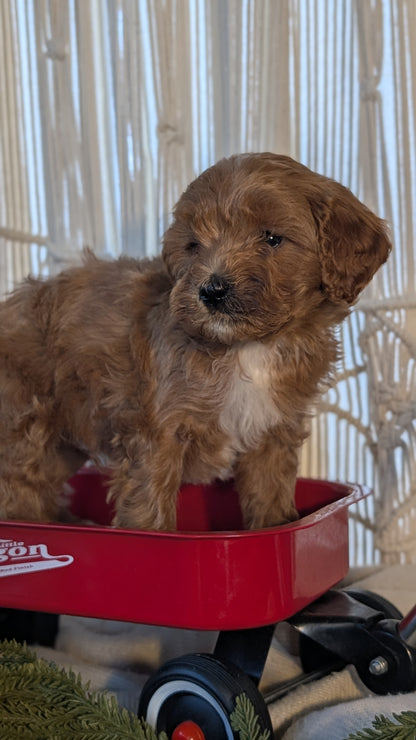 CAVAPOO (NOV 17) MALES