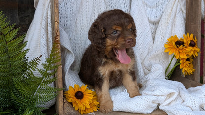 COCKAPOO (06/02) FEMALE