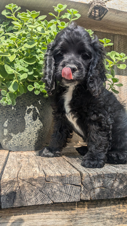 COCKER SPANIEL (06/15) MALE