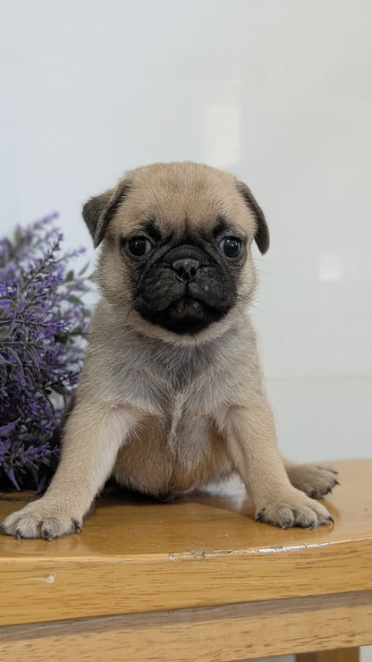 PUG (SEP 12) 4 MALES/1 FEMALE