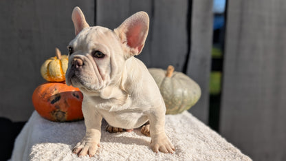 FRENCH BULLDOG (07/08) MALE